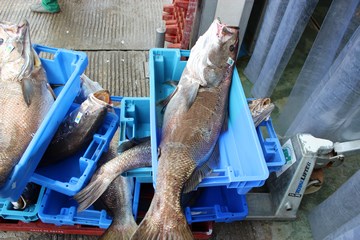 Retour de pêche à Royan